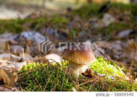 porcini mushroom in moss porcini mushroom in moss 58804340