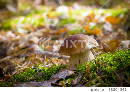 porcini mushroom in moss forest 58804341