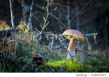 porcini mushroom in darkness moss porcini mushroom in darkness moss 58804391