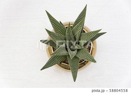 Little dotted succulent plant in a pot, on white Little dotted succulent plant in a pot, on white 58804558