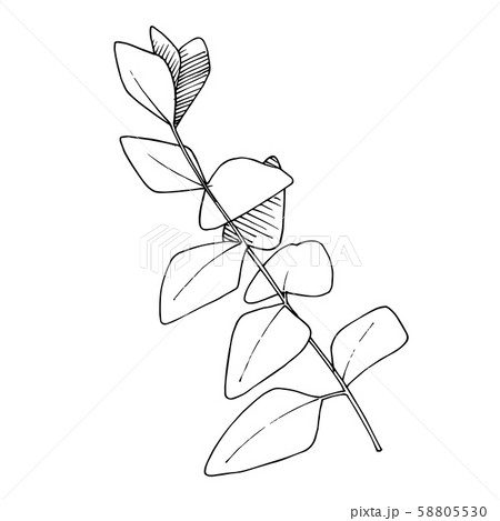 Vector Eucalyptus leaves branch. Black and white engraved ink art. Isolated branches illustration Vector Eucalyptus leaves branch. Black and white engraved ink art. Isolated branches illustration 58805530