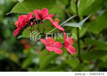 テイキンザクラ 58805870