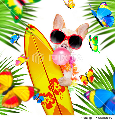summer paradise vacation surfer dog 58806045