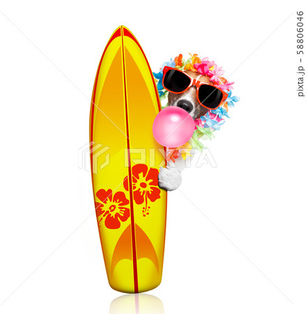 summer paradise vacation surfer dog summer paradise vacation surfer dog 58806046