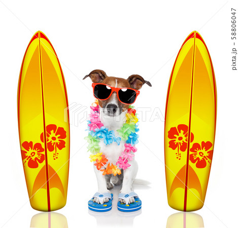 summer paradise vacation surfer dog summer paradise vacation surfer dog 58806047