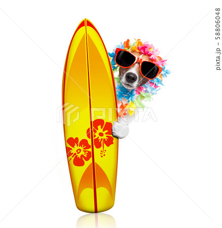 summer paradise vacation surfer dog summer paradise vacation surfer dog 58806048