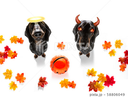 halloween  ghost  dog trick or treat 58806049