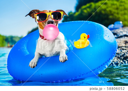 beach dog 58806052