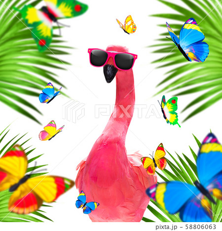 summer paradise vacation flamingo summer paradise vacation flamingo 58806063