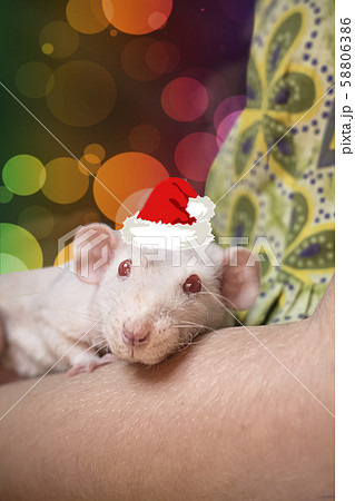 cute white domestic rat, symbol of the new 2020. 58806386