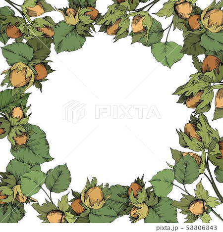 Vector autumn plant hazel nut. Leaf plant botanical garden floral foliage. Frame border ornament 58806843