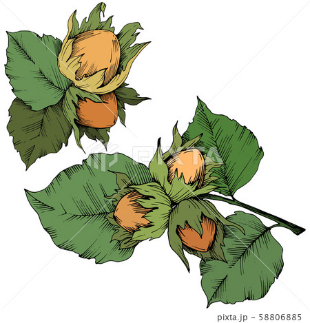 Vector autumn plant hazel nut. Leaf plant botanical garden floral foliage. Isolated illustration 58806885