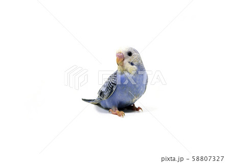 セキセイインコ 58807327
