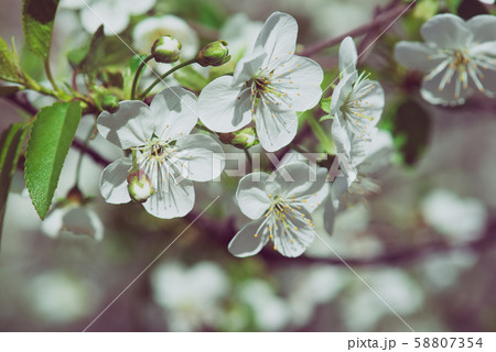 Cherry flowers frame Cherry flowers frame 58807354