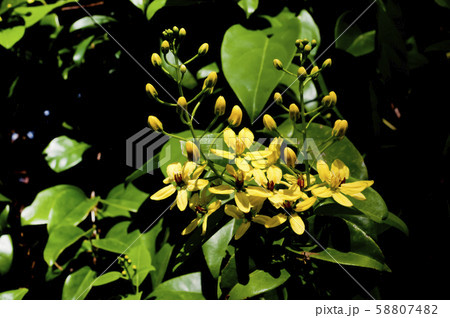 コウシュンカズラ（恒春葛） 58807482