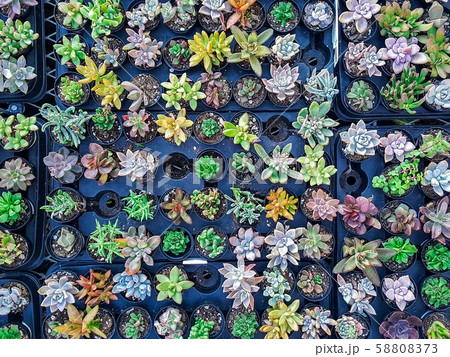 Colorful miniature desert succulent plants Colorful miniature desert succulent plants 58808373