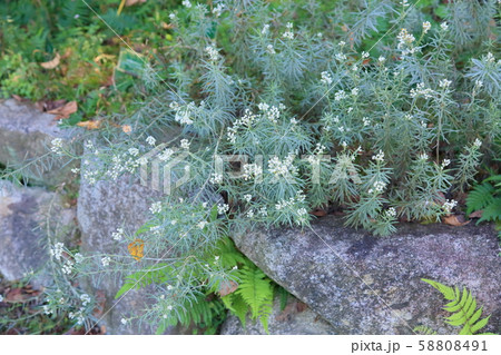 カワラハハコの花 カワラハハコの花 58808491