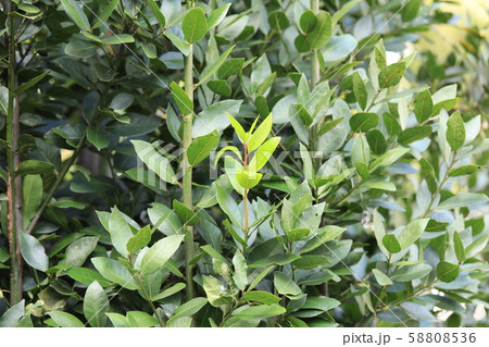 月桂樹 月桂樹 58808536