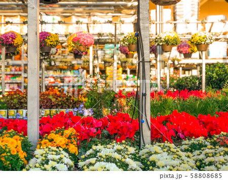 Colorful flowers and plants for sale at nursery Colorful flowers and plants for sale at nursery 58808685