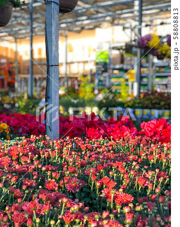 Red colorful flowers for sale at nursery 58808813