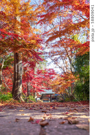 埼玉県　川口市安行興禅院　秋色に染まった興禅院参道　 58809041