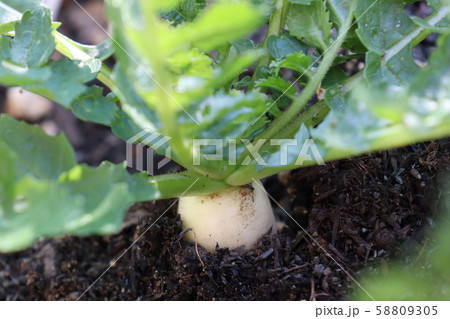 ミニダイコン　生育途中 58809305