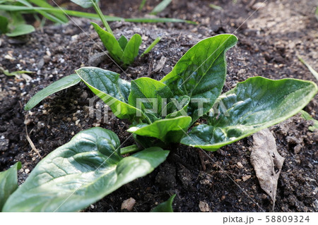 庭のホウレンソウ 58809324