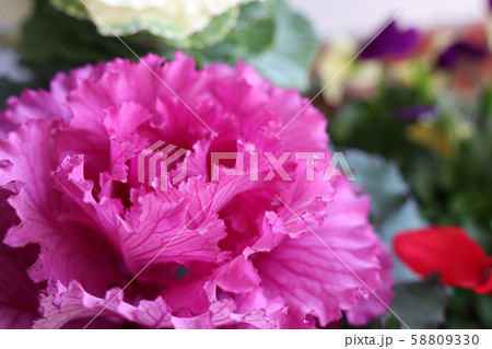 ピンクの葉ボタン 58809330