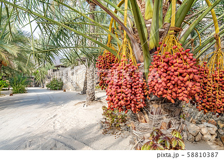 ナツメヤシの実(オマーン、ジギーベイ) 58810387