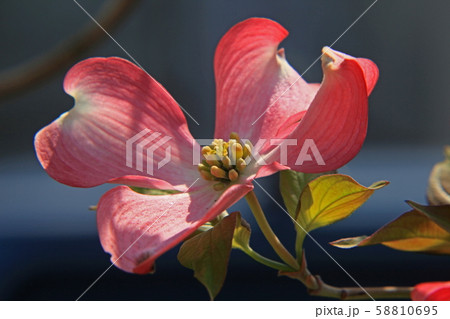 花ミズキ 花ミズキ 58810695