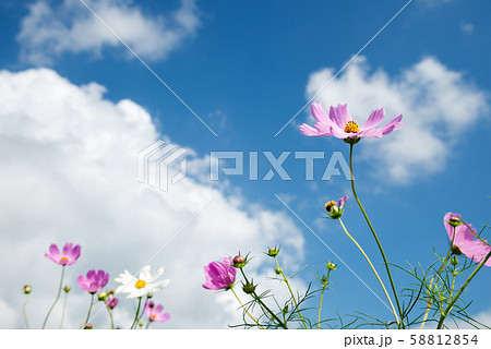 青空の下の薄いピンクのコスモスの花 青空の下の薄いピンクのコスモスの花 58812854