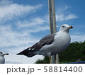 うみねこ 58814400