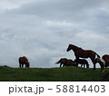 草原にたたずむ馬 58814403