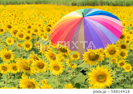 muticolor umbrella in sunflower field. 58814418