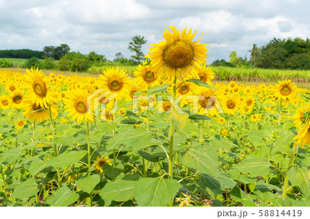 Sunflower in field. Sunflower in field. 58814419