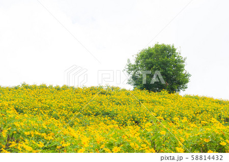 Yellow flower field and big tree. Yellow flower field and big tree. 58814432