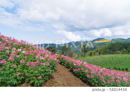 Field pink flower on mountain. Field pink flower on mountain. 58814438