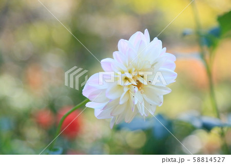 ダリアの花 ダリアの花 58814527