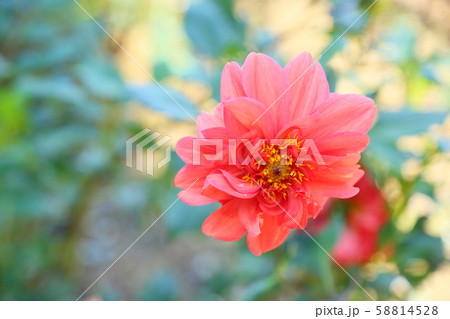 ダリアの花 ダリアの花 58814528
