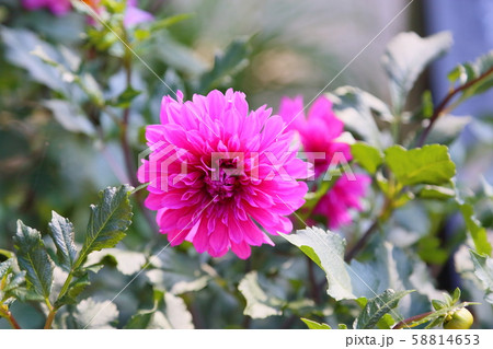 ダリアの花 58814653