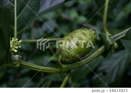 アマゾン地域で栽培されているノニ 58814925