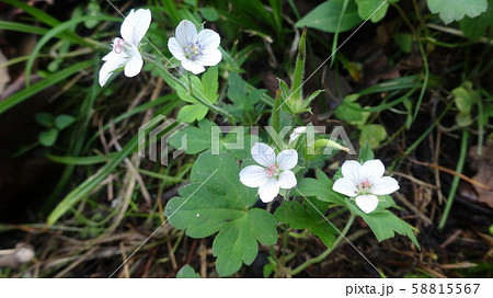 ゲンノショウコ 58815567