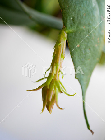月下美人の花芽02 58815913