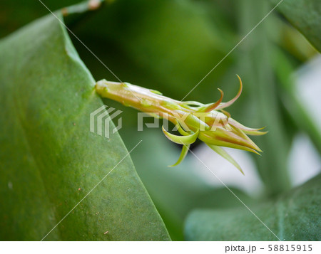 月下美人の花芽03 58815915