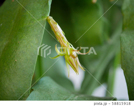 月下美人の花芽05 58815918