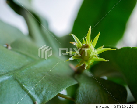 月下美人の花芽06 58815920