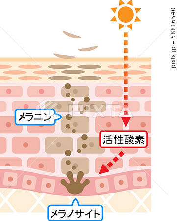 ターンオーバー 肌の断面図 ターンオーバー 肌の断面図 58816540