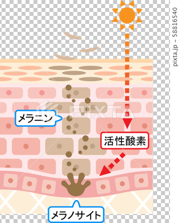 ターンオーバー 肌の断面図 ターンオーバー 肌の断面図 58816540