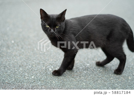 野良猫 黒猫 オスの写真素材
