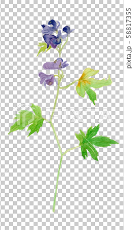 烏頭烏頭（Aconitum japonicum tricobut） 58817355